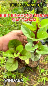 windaba - Bibit Tanaman Obat Herbal Daun Binahong Merah / gendola obat luka siap tanam ( Beli 5 Dapat 6 )