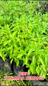 windaba - Bibit Tanaman Herbal Daun Kemangi Pohon Kemangi Siap Tanam ( beli 5 dapat 6 )