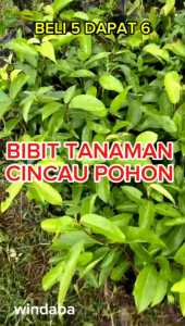 windaba - bibit tanaman cincau pohon cincau jelly super siap tanam ( beli 5 dapat 6 )