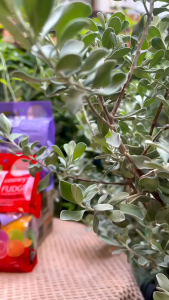 Kẹo dẻo trái cây Top Fruit Kẹo dẻo trái cây Top Fruit thơm ngon bổ dưỡng