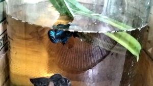 K99..สายเหนือหน้าลงหางจัด