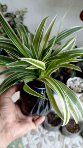 Spider Plant Ocean or Lourdes (Chlorophytum comosum Ocean ) live plant (in 3.5x3.5x8" polybag)