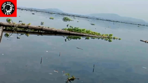 "UMPAN KUKUS" Target IKAN NILAMASBAWALPATIN#UMPAN KUKUS#Umpan SDS