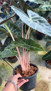 แก้วสารพัดนึกก้านชมพู (Alocasia pink dragon)  #ต้นแก้วสารพัดนึกก้านชมพู #อโลคาเซียพิงค์ดราก้อน พร้อมกระถาง alocasia pink dragon กระถาง 6นิ้ว ต้นคู่ฟร์อมตั้งแม่   อโลคาเซียก้านชมพู ไม้ใบอีกตัวที่โดดเด่นสวยงามต้องมีติดบ้าน 🌿 อยู่ในกระถาง 4 นิ้ว ☀️ แดด 6/10