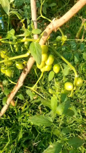 ผงดำ S&i  ช่วยเพิ่มผลผลิตรอาหารเสริม สำหรับพืช