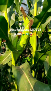 GROSIR MURAH 1KG BENIH JAGUNG SUMO BIJI TEBAL