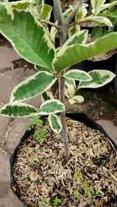 Variegated Guava (Psidium guajava) - - Pokok Jambu Batu Variegated - वरिगेटेड अमरूद Variegated Guava – Exquisite Foliage Edible Fruit Dual-Purpose Plant Rare Tropical Beauty Easy to Grow LIVE PLANT