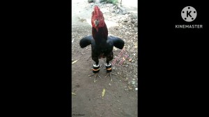 Barble Ayam Bangkok Untuk Latihan Fisik Kaki dan Otot Ayam