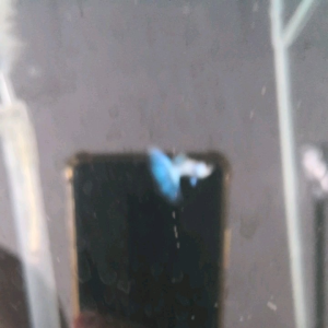 AAA Guppy Moscow Blue（male＆female）