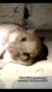LIBAS 1 LITER BELI 5 GRATIS 1 - Pupuk Pestisida Insektisida Pembasmi Hama Tanaman Racun Tikus Belalang Ulat Burung Tanaman Sehat Subur