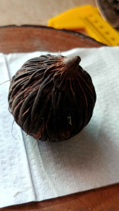 Koleksi kelapa sewu ORI aksesoris