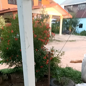 ดอกทองอุไรส้มแดง