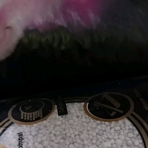 Cacing Exitor Obat Cacing Ayam