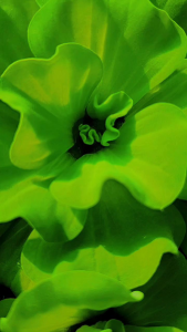 cây Bèo tai tượng búp hoa thủy sinh