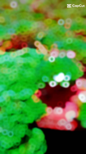 Cây ấu thái thủy sinh