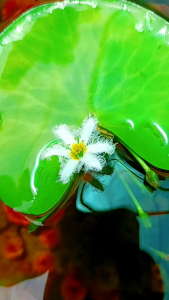 Rong la hán đỏ thủy sinh 10 nhánh 20k tặng 2