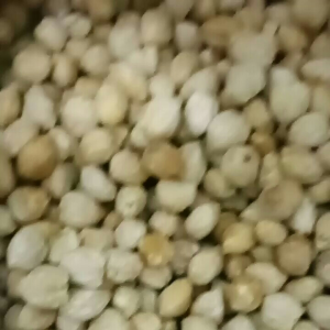 kemiri bulat polos . kwalitas super penambah bumbu masak