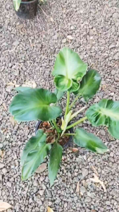 ต้นฟิโล หนังหมู Philodendron rugosum ฟิโลเดนดรอน รูโกซัม มีความโดนเด่น เหมาะกับการปลูกไว้ในอาคาร บ้านเรือน เป็นต้นไม้ฟอกอากาศ จัดส่งพร้อมกระถาง 8นิ้ว