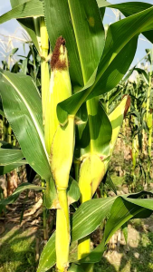 1 KG BENIH JAGUNG PUTIH KETAN UNGGUL