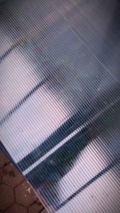 Paket isi 5 pakis biru selaginella willdenowii