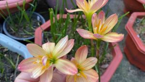 009.หัวดอกบัวดิน Callor หัวละ 15 บาท