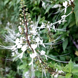 tanaman kumis kucing herbal Perdana!! paket hemat 3 bibit tanaman kumis kucing bibit kumis kucing pohon kumis kucing kumis kucing herbal pohon obat obatan herbal tanaman herbal hidup