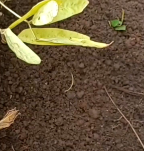 BIJI/BENIH KACANG BOGOR KUPAS SIAP TANAM