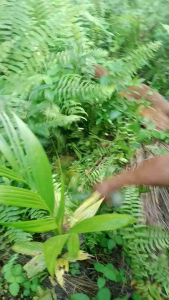 Arit Rumput & Gaet: Alat Perawatan Taman yang Mudah