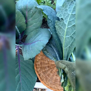 15 BIJI BENIH SAYURAN KALE LACINATO (REPACK)