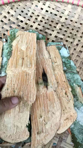 Jual kulit pohon pinang segar original 500 gram