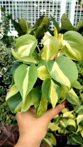 พลูบราซิลด่างสามสี (Philodendron Brazil Tricolor) เป็นพลูชนิดหนึ่งที่ได้รับความนิยมในการปลูกเลี้ยง เนื่องจากมีใบที่สวยงาม มีลวดลายด่างเป็นสีเขียว เขียวอ่อน และสีขาวหรือครีม.