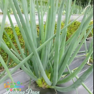 150 BUTIR BIJI/BENIH TANAMAN DAUN BAWANG BLAZE F1