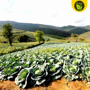 Round Cabbage Vegetable Seeds - Outdoor Garden Plant Binhi Pantanim - Green, Red, or White Varieties - Biennial Plant