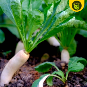 Binhi 100 seeds labanos radish vegetable plant for planting