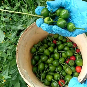 Nepali dalle khursani fresh chili extra spicy from Bukit Tinggi farm