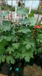 Bibit Anggur Import Ninel: Cara Menanam & Tips