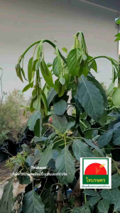 หัวฉีดน้ำ รถที่ฉีดน้ำรดน้ำต้นไม้ ชุดพร้อมสายยาง และแหวนรัดได้