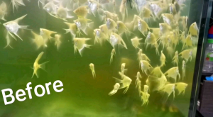 [READY STOK] AQUARIUM WATER MAGIC PURIFYING POWDER GREEN AWAY UBAT LUMUT HIJAU (除青苔粉）