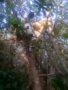 MADU HUTAN SERIBU BUNGA 800 GRAM
