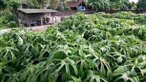 bibit telo papua panjang 20cm per paket isi 25 batang