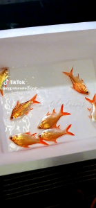 ikan lampam orange@ Oren orange tinfoil barb ikan hidup saiz 3-4 +- inchi