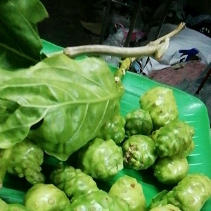 ลูกยอคละ500g.