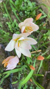 ด.หัวดอกบัวดิน Ma208 หัวละ 30 บาท