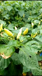 Pupuk Cair Kalimax Top Plus ZPT 1 liter