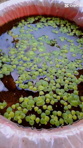 Combo 10 cây bèo nhật thủy sinh để trang trí bể cá cảnh siêu đẹp