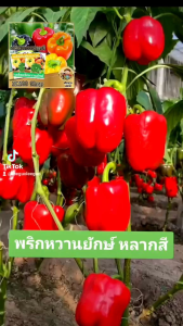 เมล็ดพริกหวานหลากสี 80-100เมล็ด เมล็ดพริกหวานคละสี เมล็ดพันธ์ุนําเข้า อัตตราการงอกสูง สายพันธุ์แท้ สามารถทําพันธุ์ต่อได้