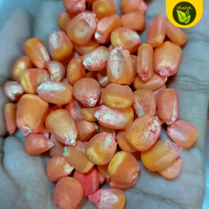 Binhi Yellow Sweet Corn Seeds: A Guide for Home Gardeners