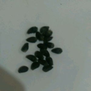 benih kapas asli isi 10 biji