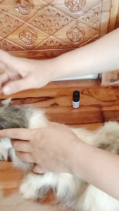 obat kutu kucing petcare parasite obat kutu hewan obat cacing obat scabies obat kutu kucing
