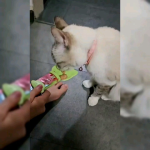 Strip Squeezer Pet Feeder - Feeding Spoon for Treats Ideal for Dogs Cats and Kittens